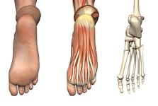 Topuk Anatomisi Özellikleri ve Faydaları Nelerdir?